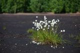 Eriophorum vaginatum