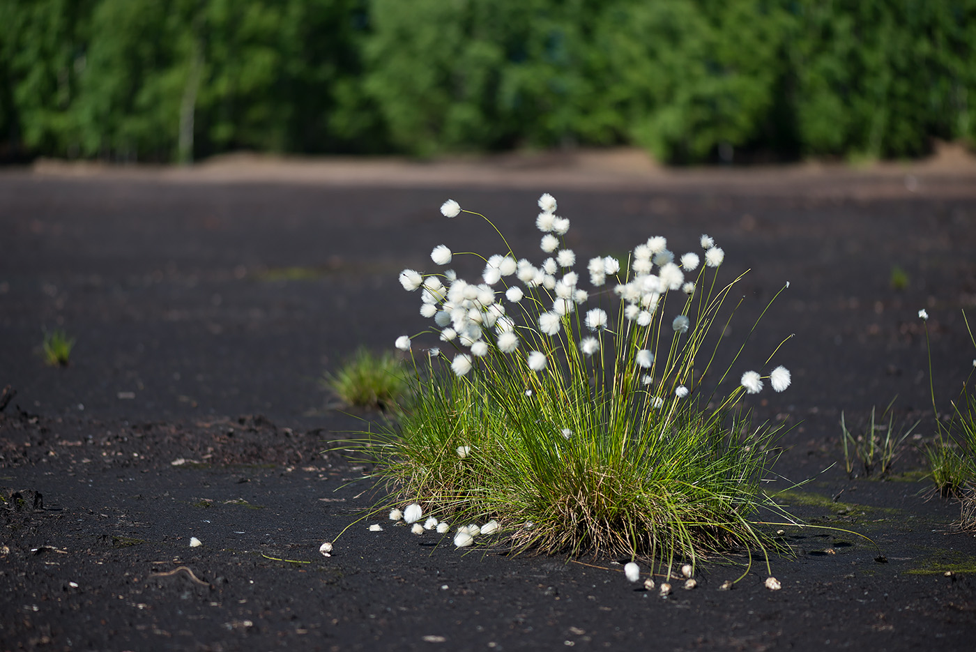 Изображение особи Eriophorum vaginatum.