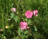 Malva trimestris