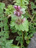 Lamium macrodon