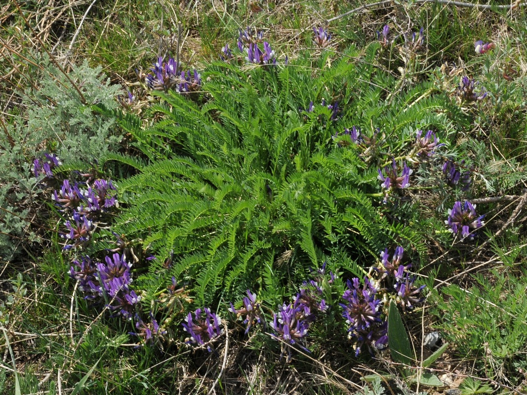 Изображение особи Astragalus skorniakowii.