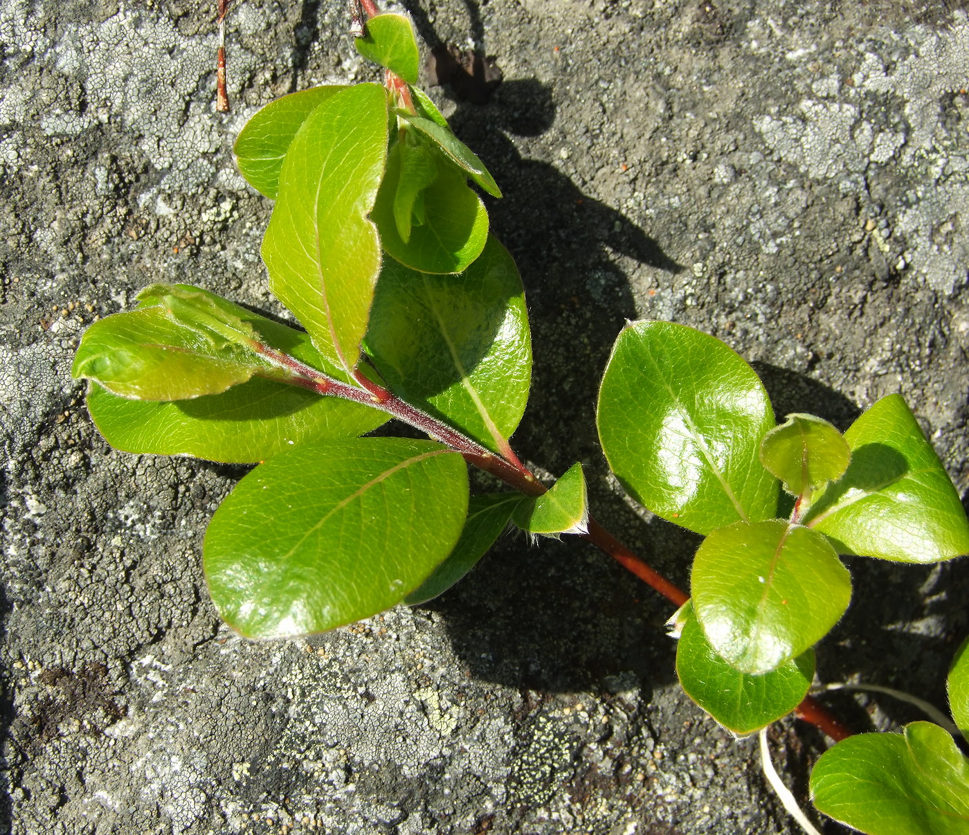 Image of Salix arctica specimen.