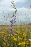 Campanula rapunculoides. Соцветие. Ленинградская обл., Ломоносовский р-н, окр. дер. Глядино, суходольный луг на известняке. 22.07.2018.