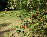 Malus prunifolia. Верхушки веток с плодами. Казахстан, Восточно-Казахстанская обл., г. Усть-Каменогорск, Архитектурно-ландшафтный музей-заповедник, в культуре. 25.08.2017.