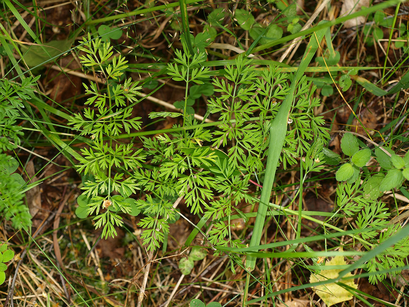 Изображение особи Selinum carvifolia.