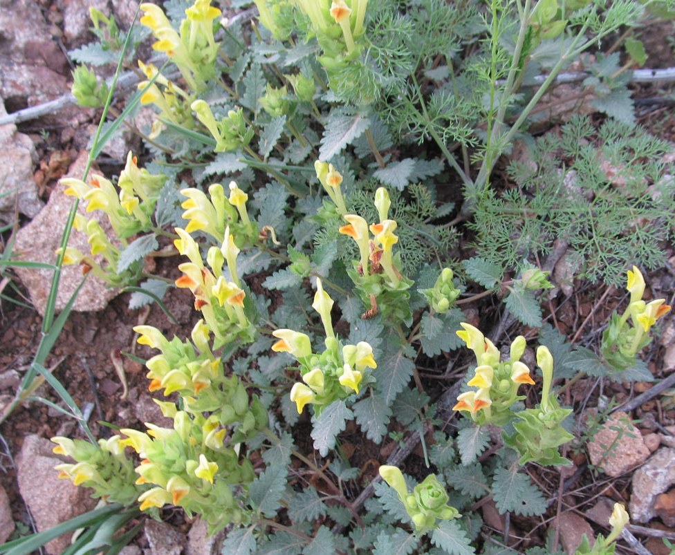 Image of genus Scutellaria specimen.