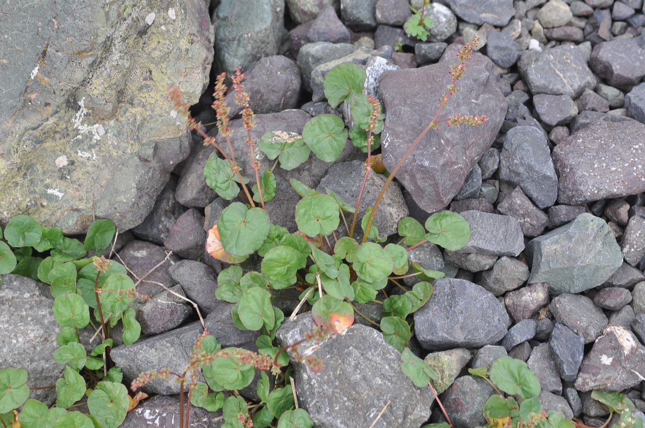 Image of Oxyria digyna specimen.