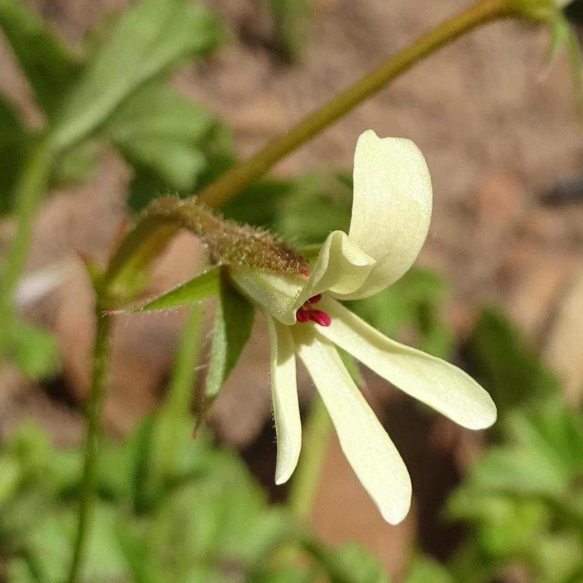 Изображение особи Pelargonium elongatum.