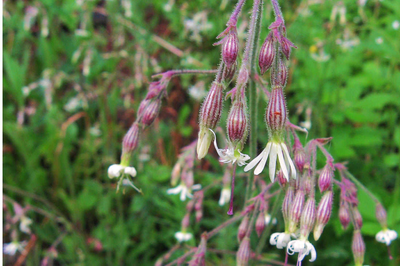 Изображение особи Silene nutans.