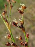 Juncus articulatus. Веточка соцветия с цветками и завязавшимися плодами. Нидерланды, провинция Gelderland, община Bronkhorst, окр. дер. Zelhem, участок со снятым несколько лет назад верхним слоем почвы. 10 июля 2010 г.