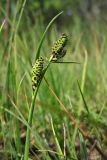 Carex nigra