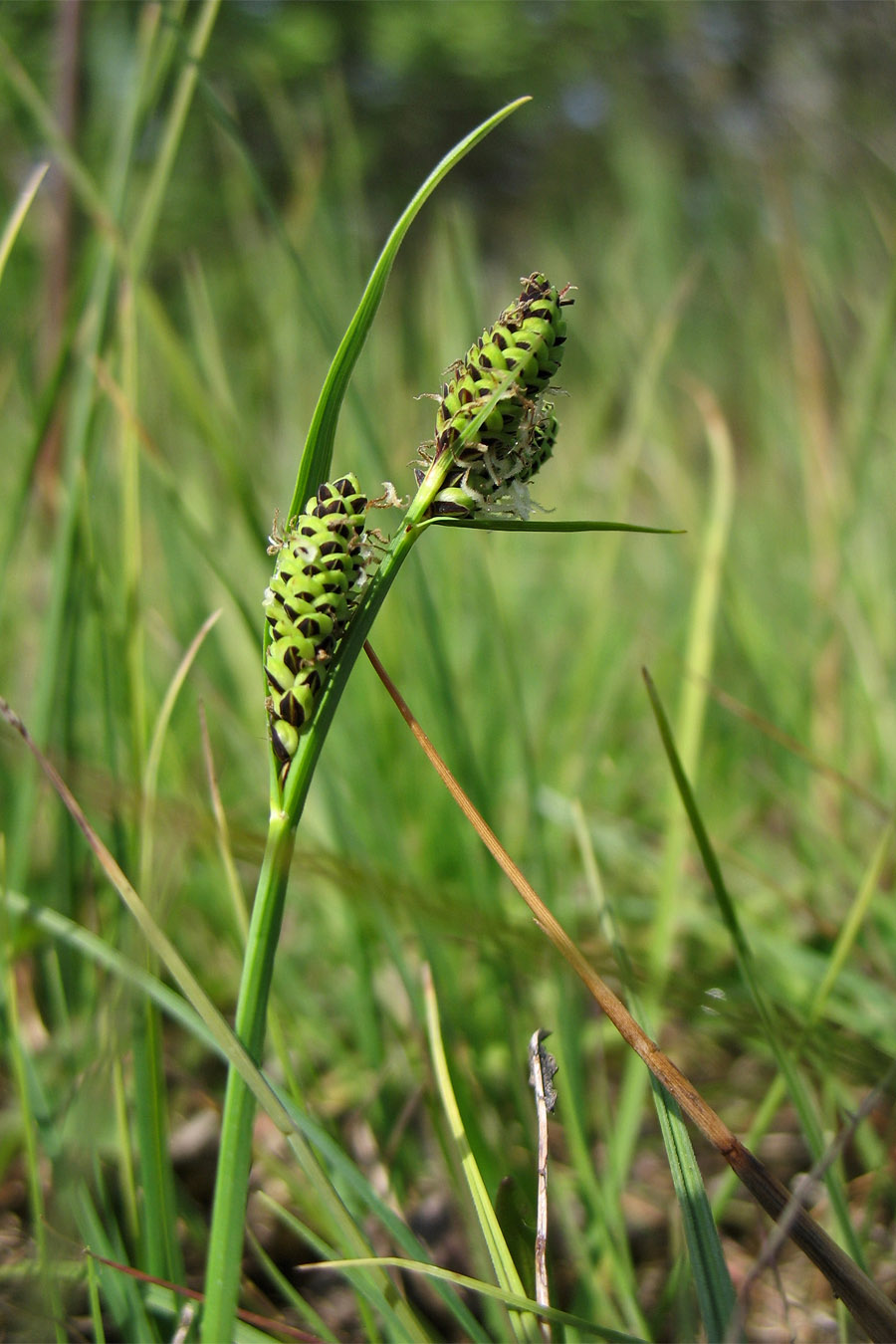 Изображение особи Carex nigra.