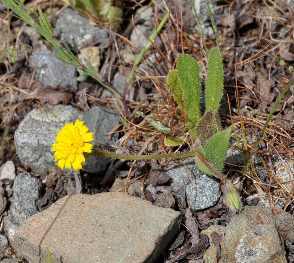 Image of Hedypnois rhagadioloides specimen.