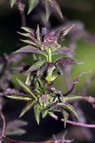 Sambucus sibirica