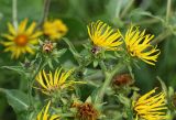 Inula helenium. Верхушки побегов с соцветиями. Саратовская обл., Хвалынский р-н, окр. пос. Алексеевка, луг в низинке у дороги. 06.08.2018.