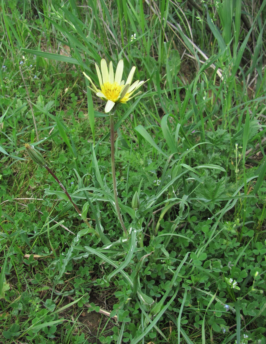 Изображение особи Tragopogon dasyrhynchus.