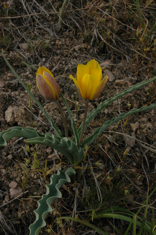 Image of Tulipa ostrowskiana specimen.