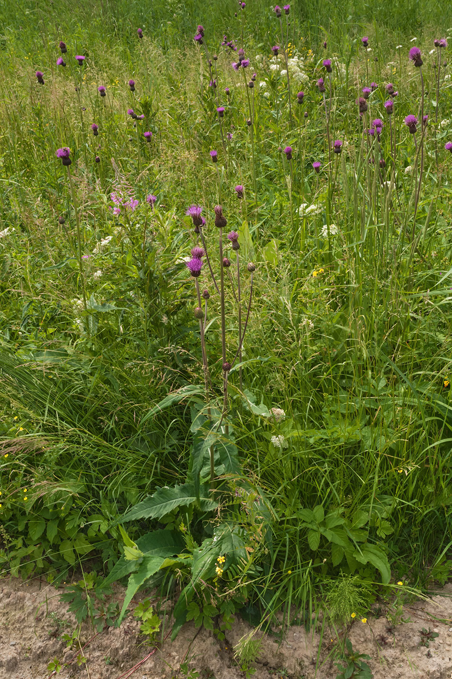 Изображение особи Cirsium heterophyllum.