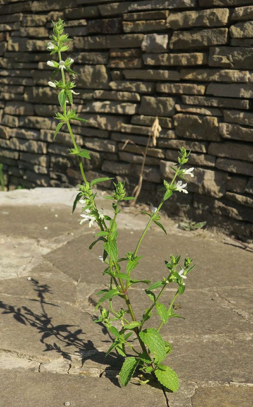 Image of Stachys annua specimen.