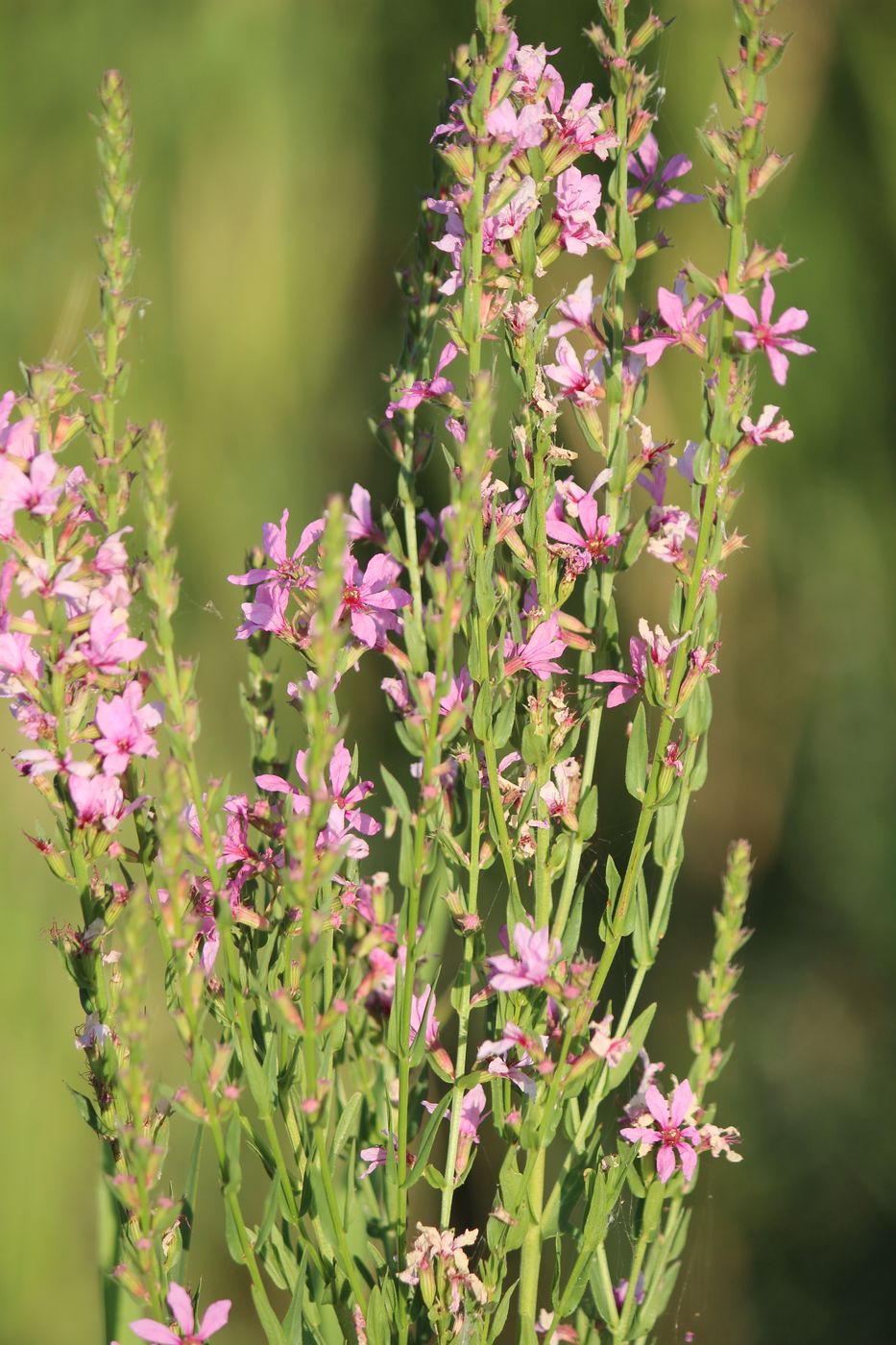 Image of Lythrum intermedium specimen.