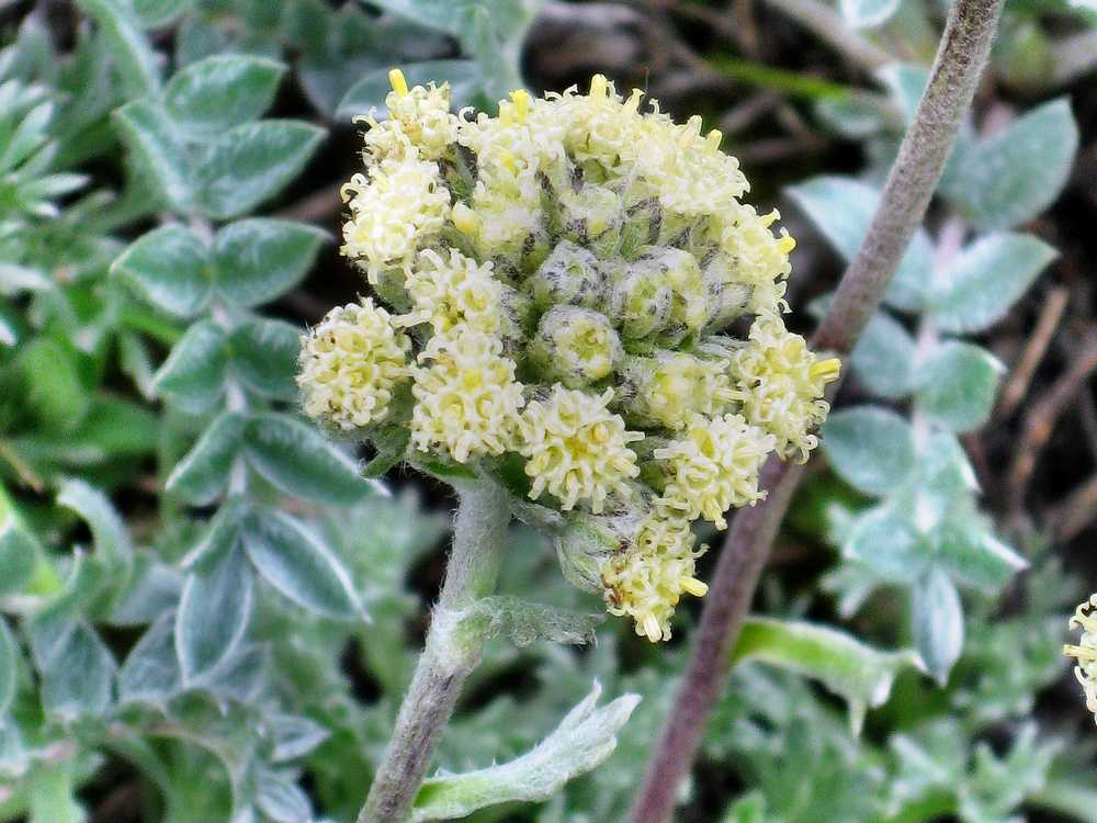 Изображение особи Artemisia glomerata.