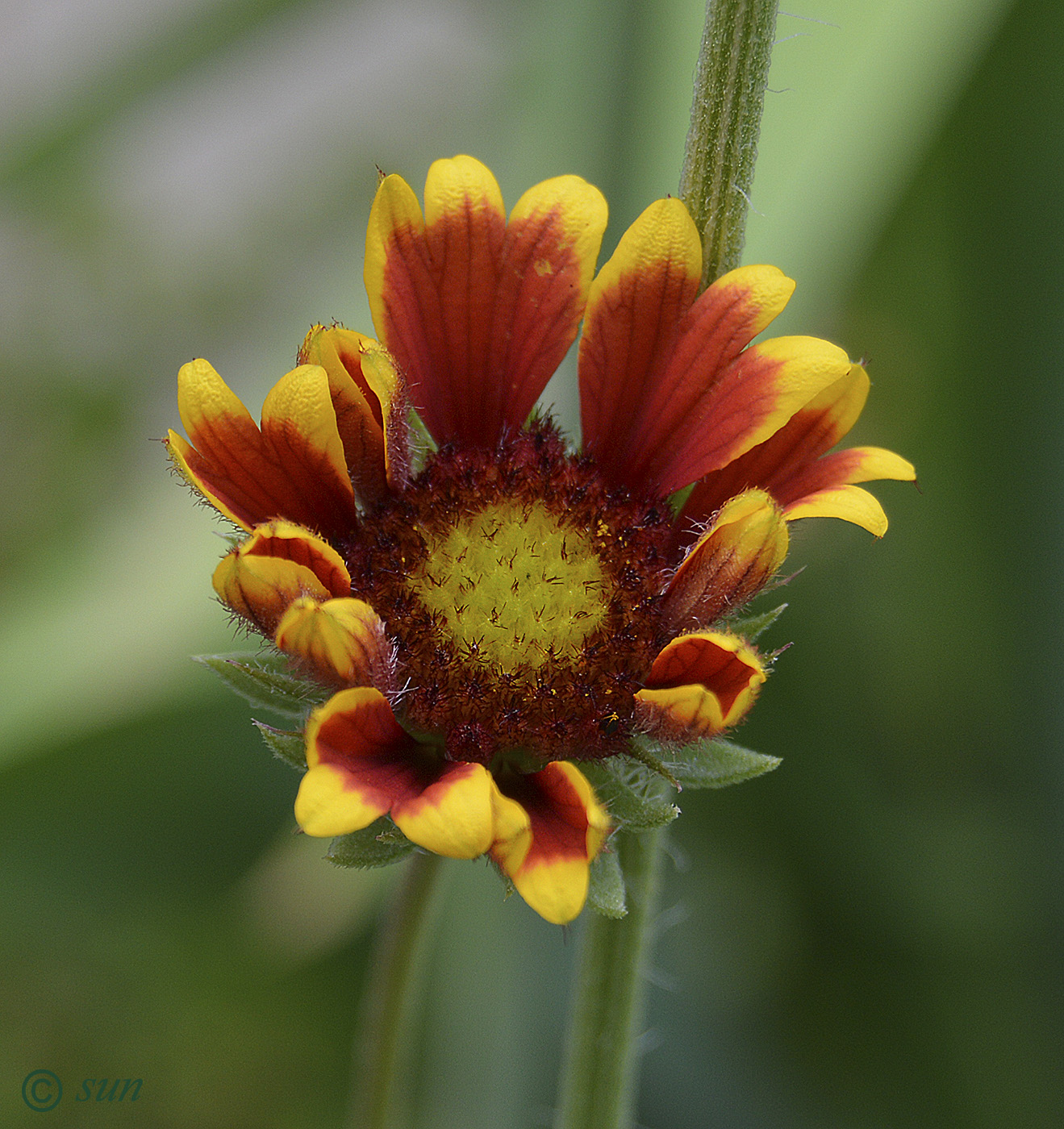 Image of Gaillardia aristata specimen.