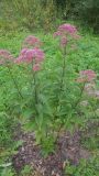 Eupatorium purpureum