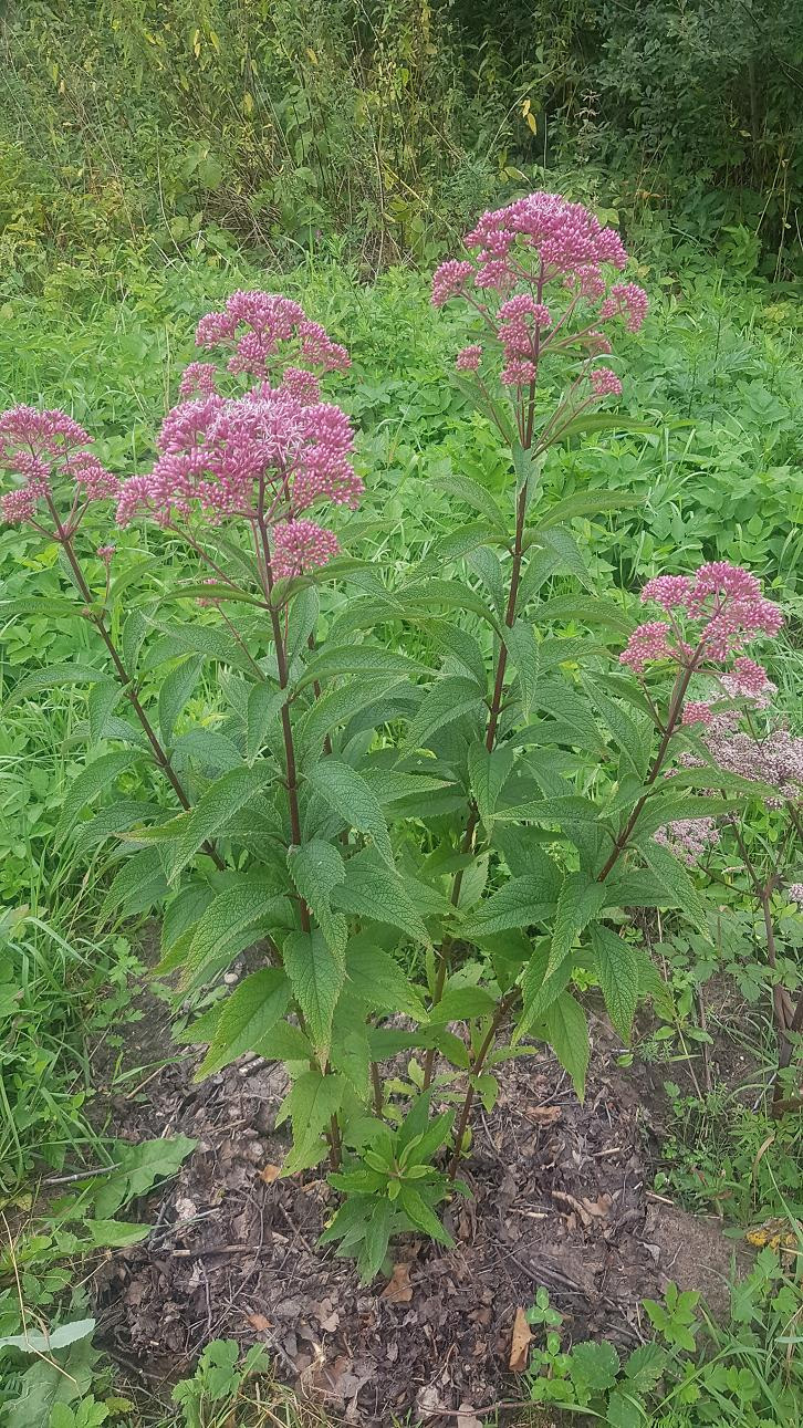 Image of Eupatorium purpureum specimen.