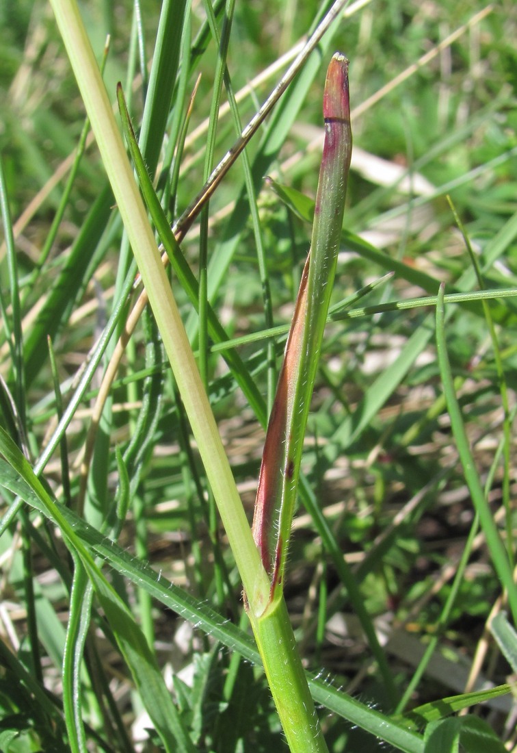 Изображение особи Helictotrichon pubescens.