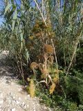 Ferula communis. Плодоносящее растение в сообществе с Arundo donax. Греция, Эгейское море, о. Парос, окр. пос. Дриос, берег сезонно пересохшей реки. 06.05.2019.