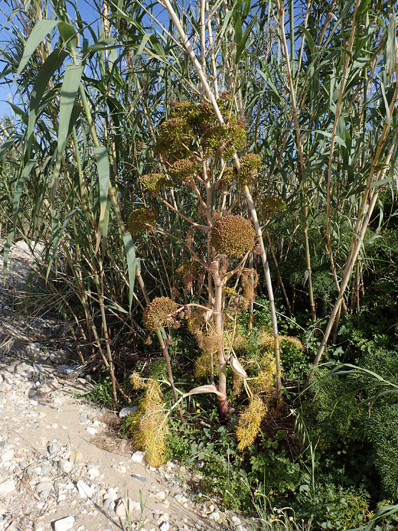 Изображение особи Ferula communis.