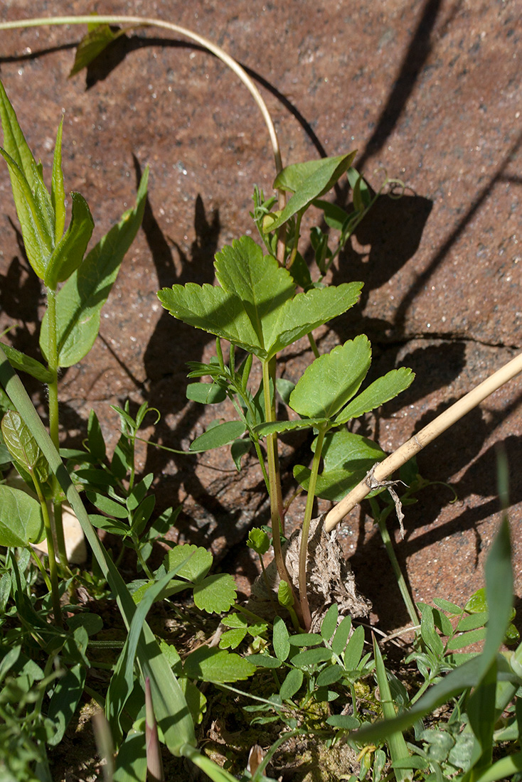 Изображение особи Archangelica litoralis.