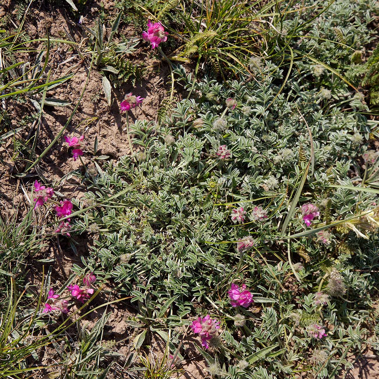 Image of Hedysarum minjanense specimen.