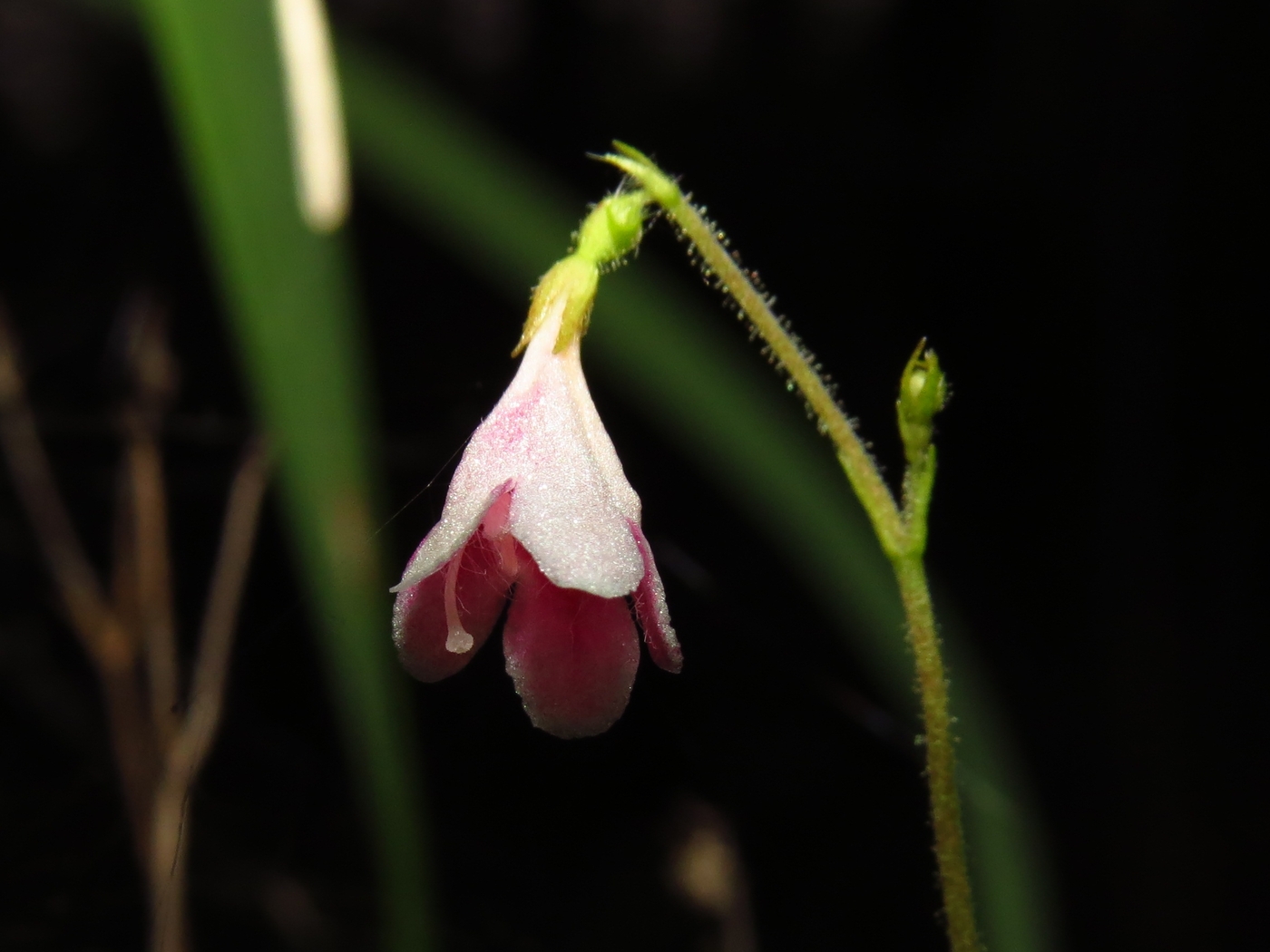 Image of Linnaea borealis specimen.