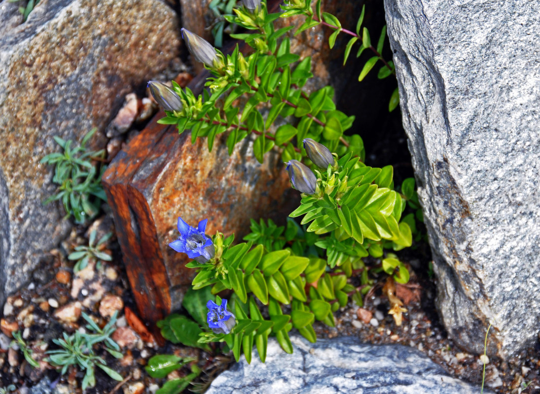 Изображение особи Gentiana septemfida.