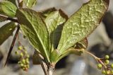 Berberis amurensis. Часть веточки с листьями и распускающимися соцветиями. Приморский край, Шкотовский р-н, окр. пос. Подъяпольск, скала у моря. 03.05.2019.