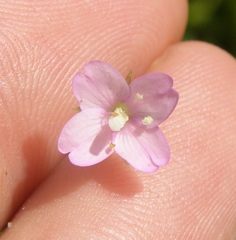 Image of Epilobium tetragonum specimen.