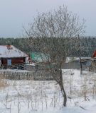 Salix caprea. Зацветающее дерево. Пермский край, Лысьвинский р-н, с. Кын, разнотравный луг. 30.04.2019.