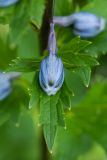 Delphinium flexuosum. Бутон и лист. Краснодарский край, Мостовский р-н, окр. пос. Узловой, ур. Бароновы поляны, субальпийский луг. 11.06.2019.