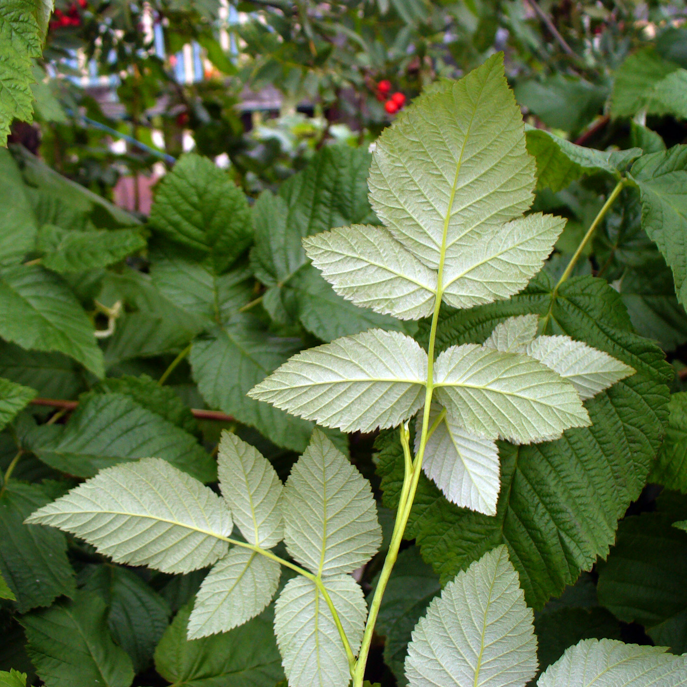 Изображение особи Rubus idaeus.