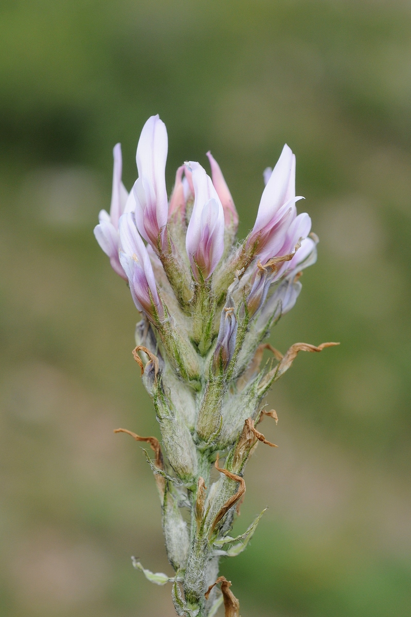 Изображение особи Astragalus angustissimus.