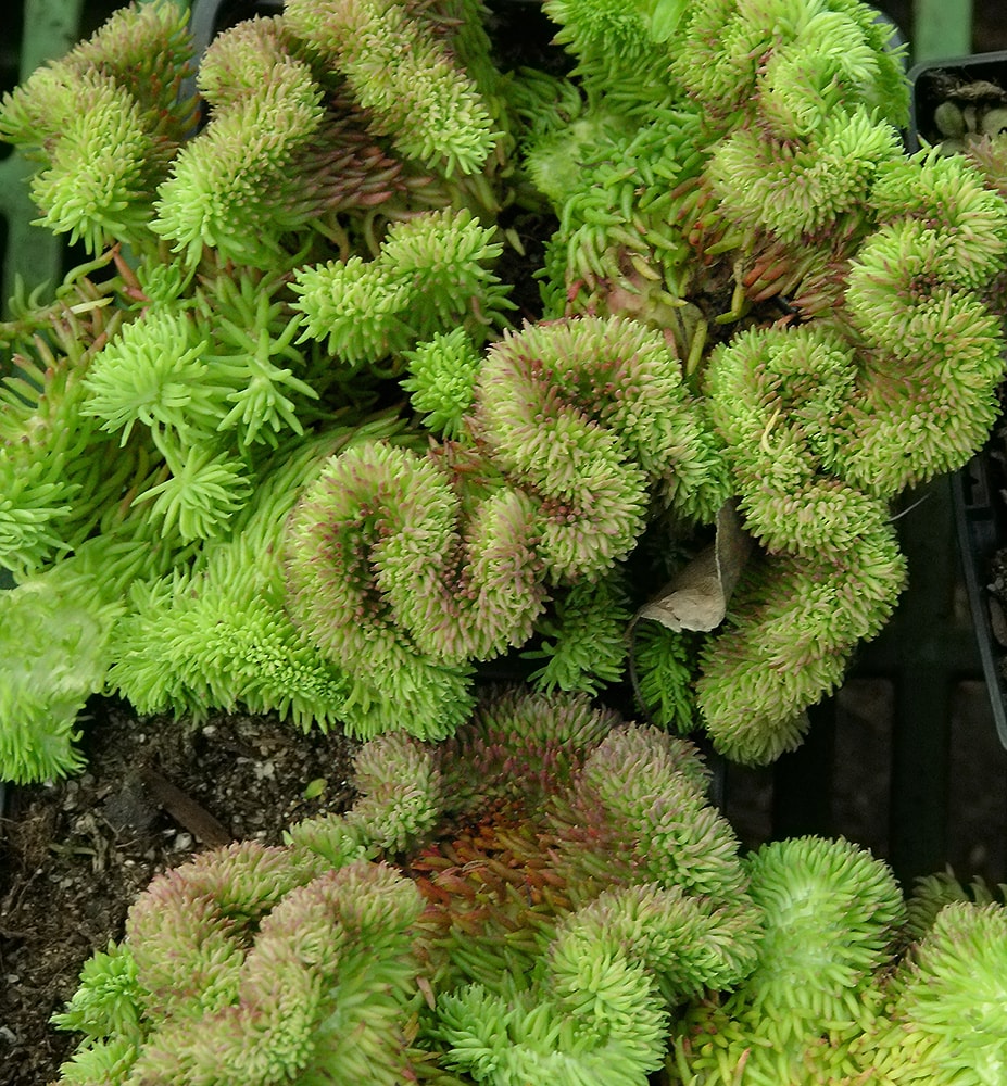 Image of Sedum reflexum specimen.