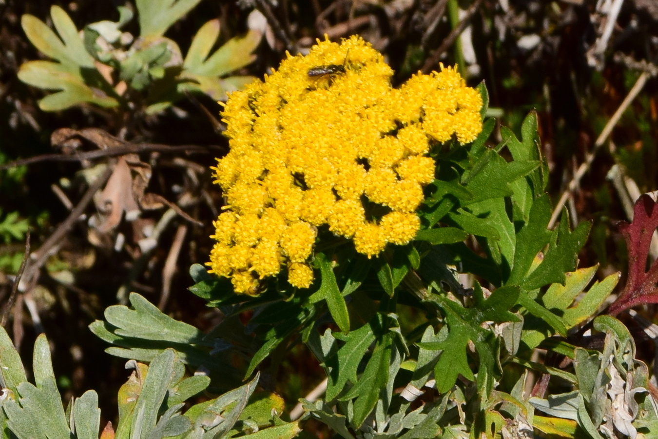 Image of Ajania pallasiana specimen.