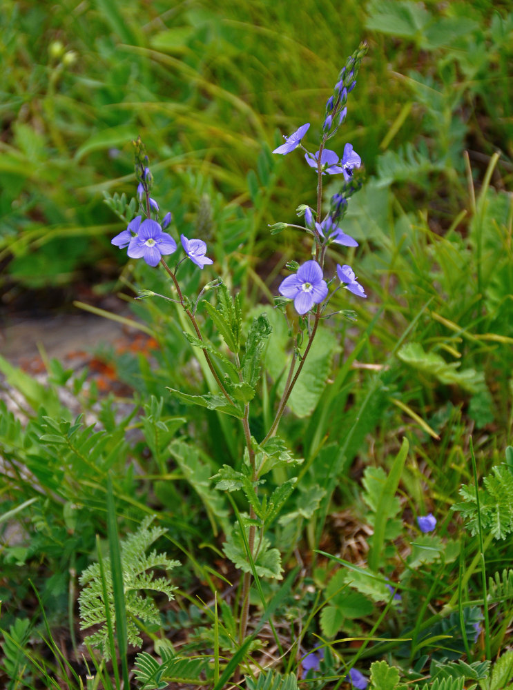 Image of Veronica krylovii specimen.