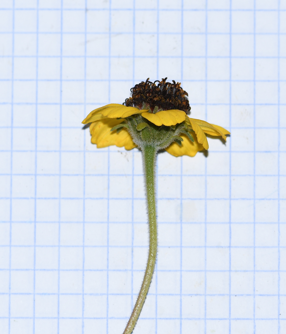 Image of genus Encelia specimen.
