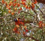 Erythrina vespertilio. Части веточек с соцветиями и кормящимся попугаем - многоцветным лорикетом (Trichoglossus haematodus). Австралия, северо-восточный Квинсленд, Национальный парк \"Undara Volcanic\". Конец сухого сезона (сезон gurreng). 07.10.2009.