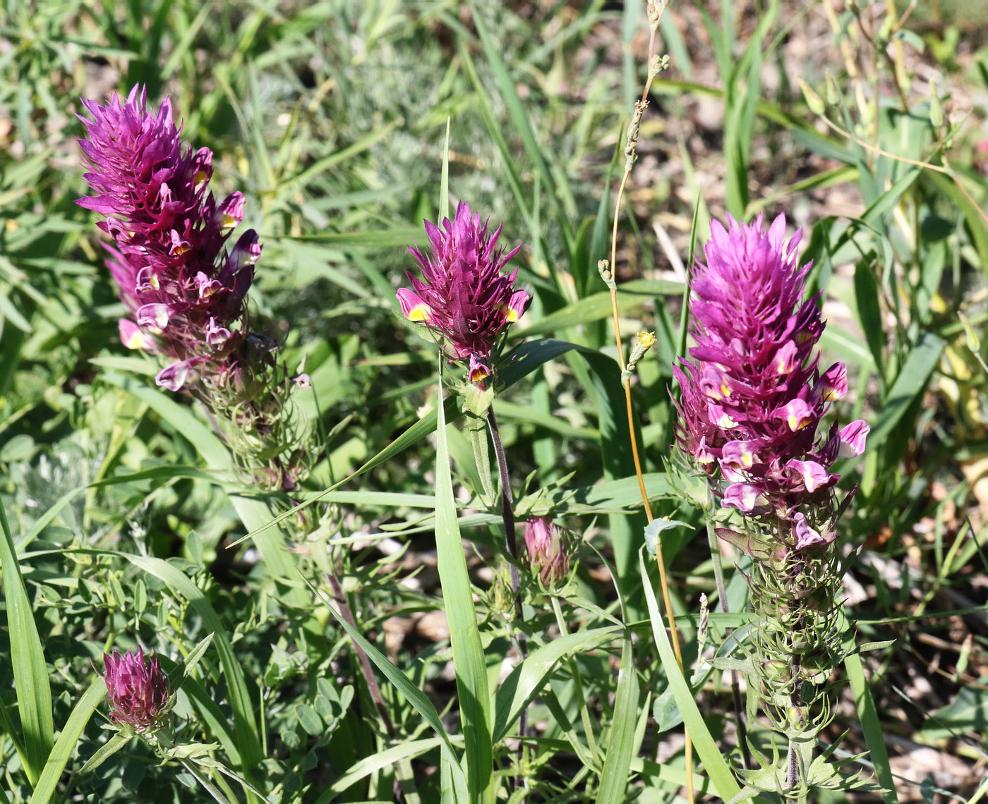 Image of Melampyrum arvense specimen.