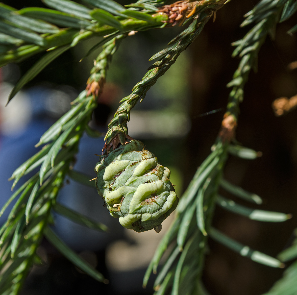 Image of Sequoia sempervirens specimen.