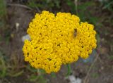 Achillea arabica