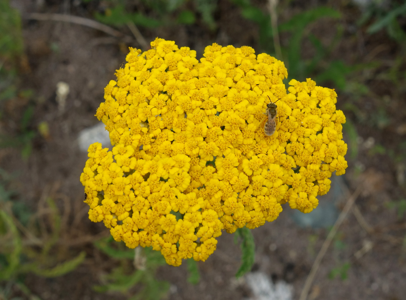 Изображение особи Achillea arabica.